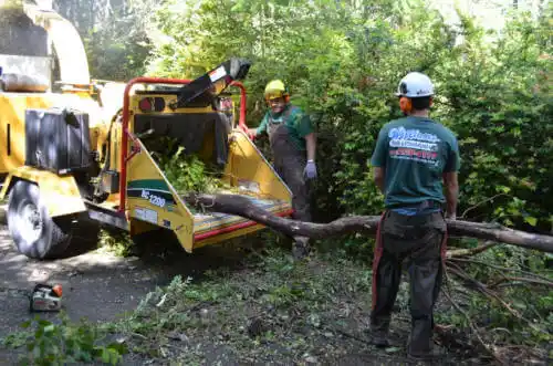 tree services Carnesville